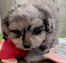 Pomachon Puppies For Sale